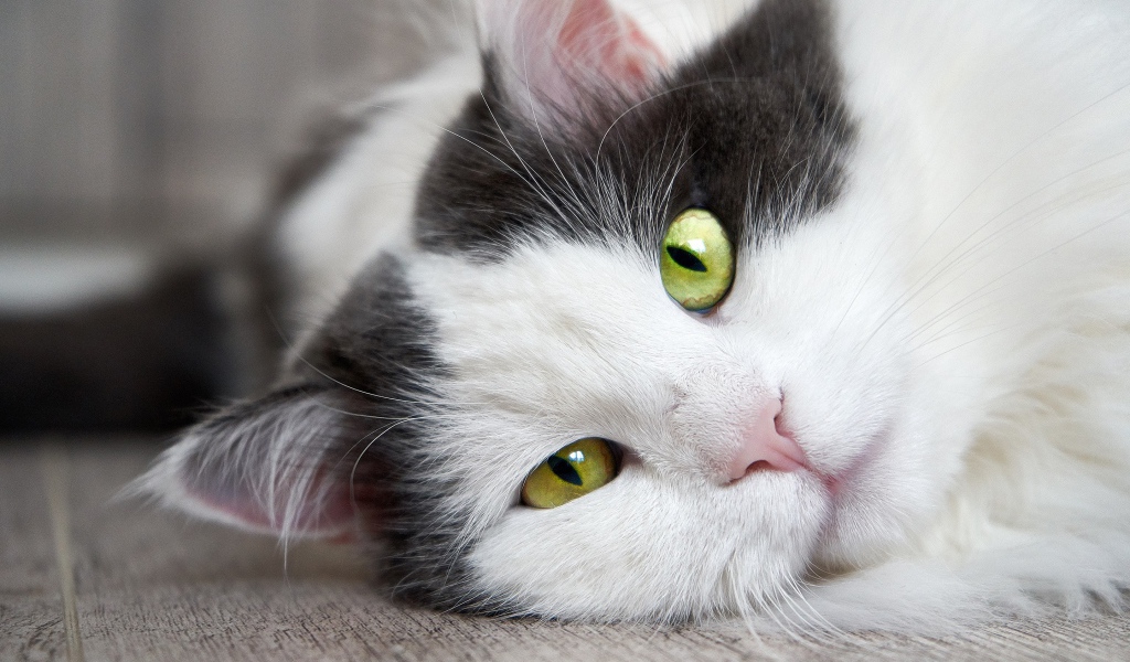 Пушистый белый с черным кот лежит на полу