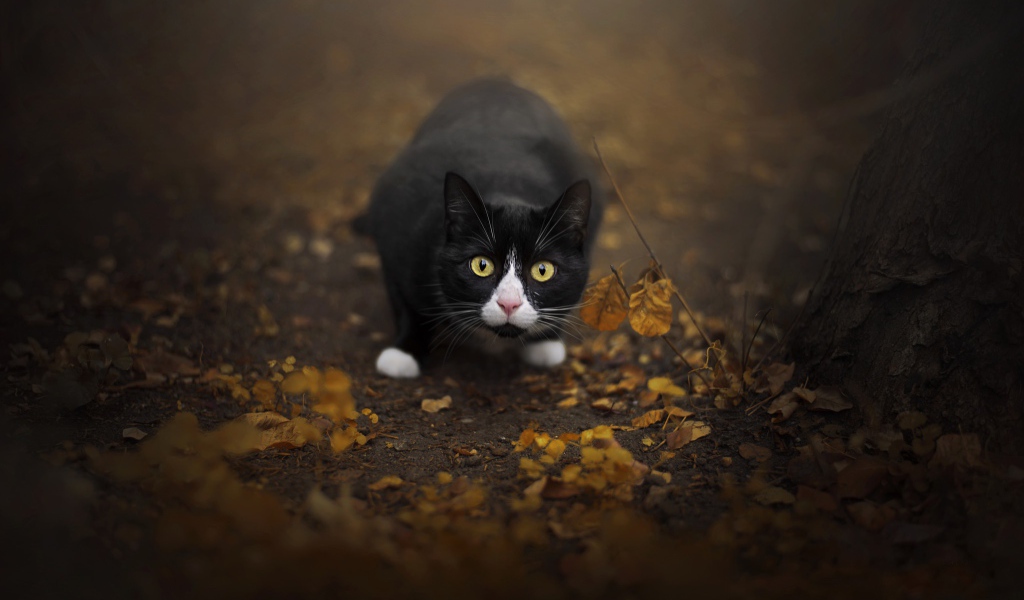Испуганный черный с белым кот сидит на земле с опавшей листвой