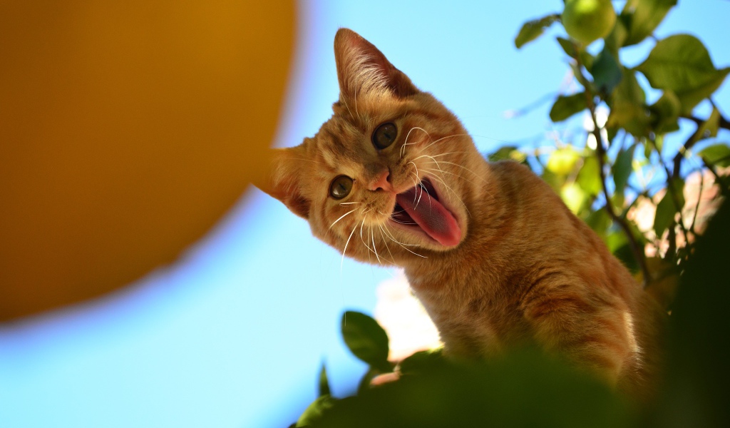 Смешной рыжий кот показывает язык