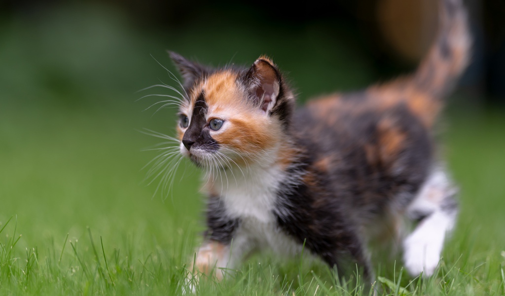 Забавный трехцветный котенок идет по зеленой траве