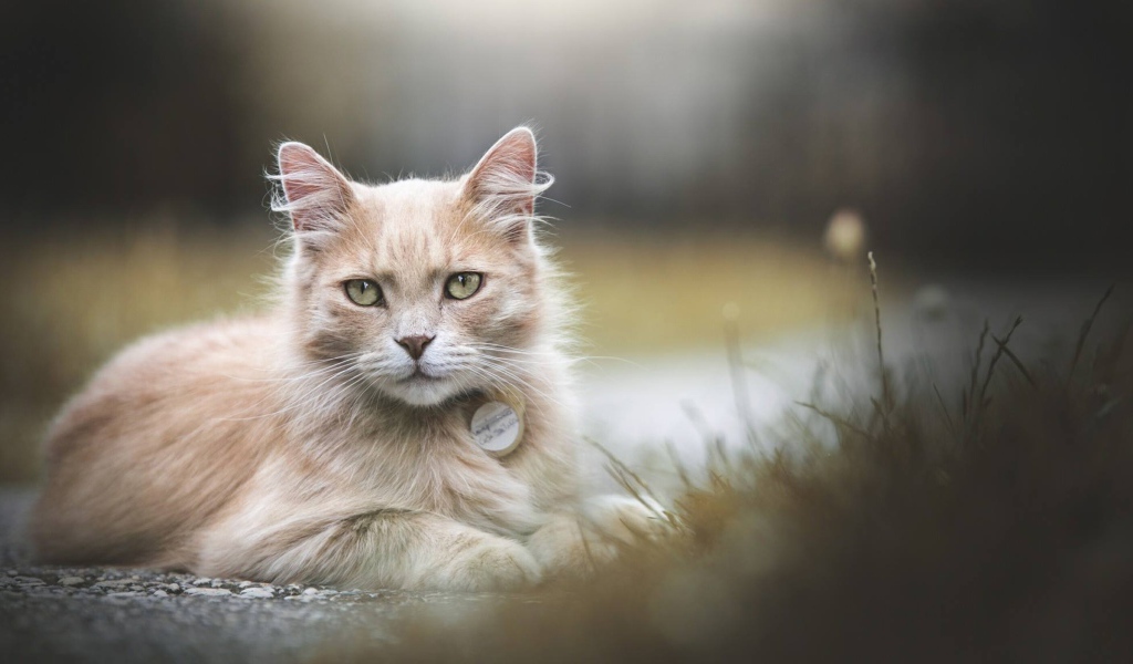 Рыжий зеленоглазый кот лежит на земле 