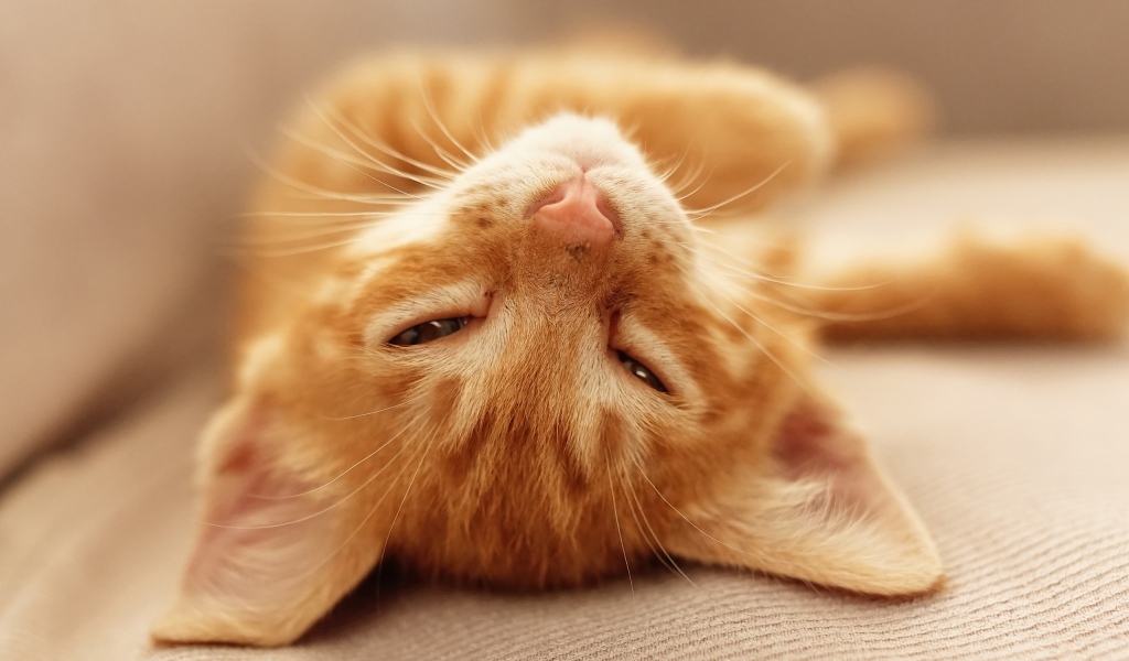 Рыжий котенок дремлет на кровати