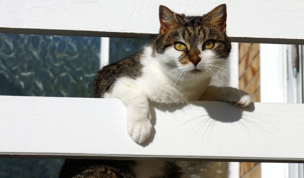 Серая с белым кошка у забора