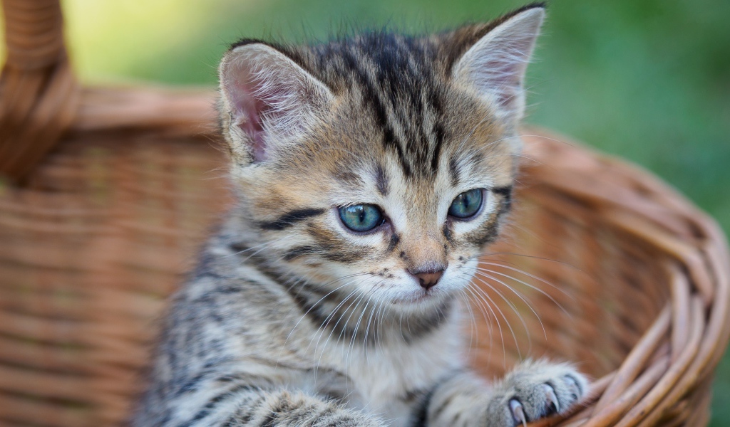 Серый голубоглазый котенок сидит в корзине