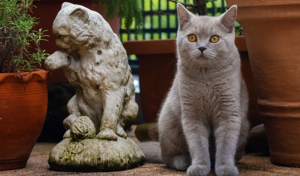 Серый британский кот сидит у статуэтки кота