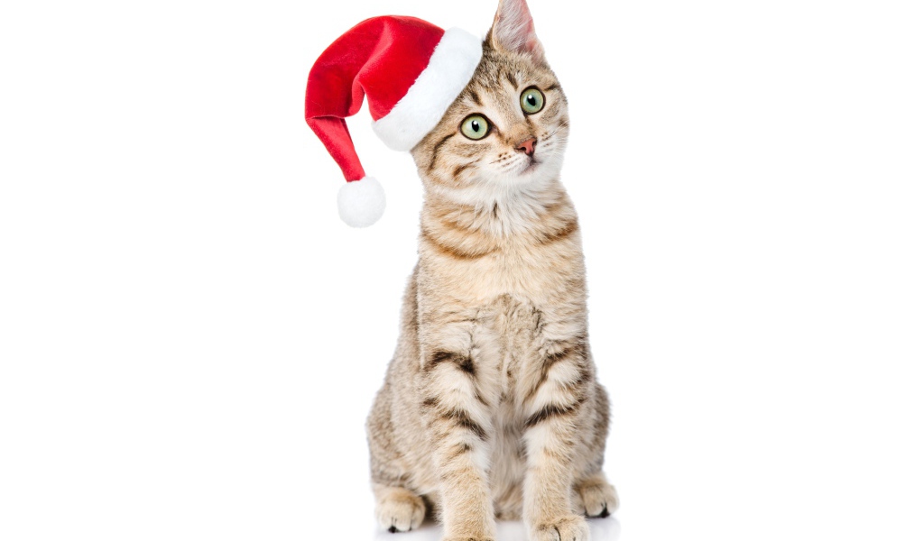 Серый кот в колпаке Санта Клауса на белом фоне