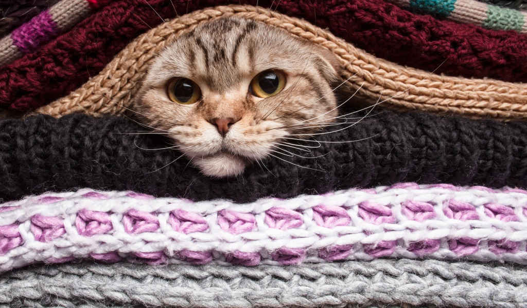 Серый кот согревается в одеялах 