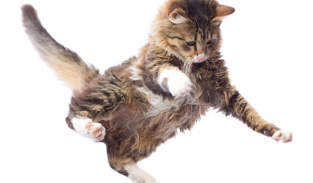 Прыжок серого кота на белом фоне