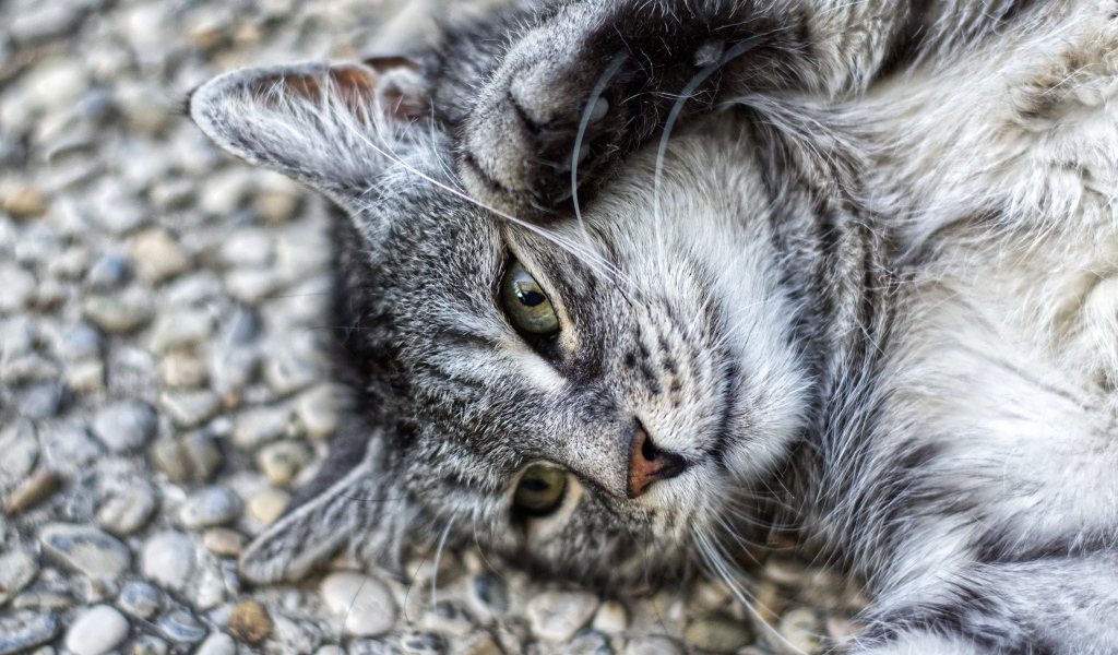 Серый кот лежит на асфальте лапами вверх