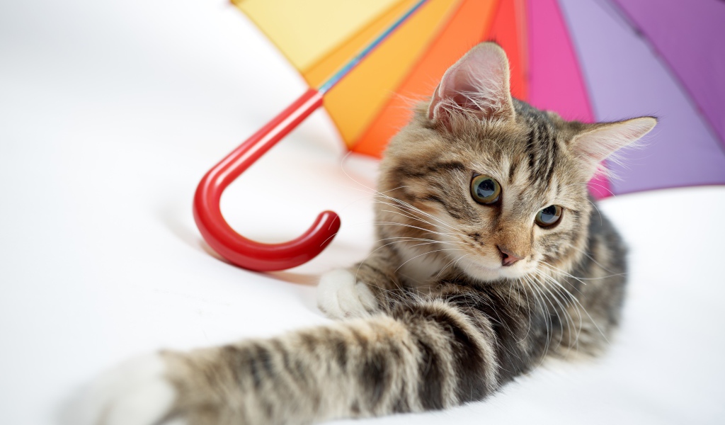 Серый кот лежит под разноцветным зонтом