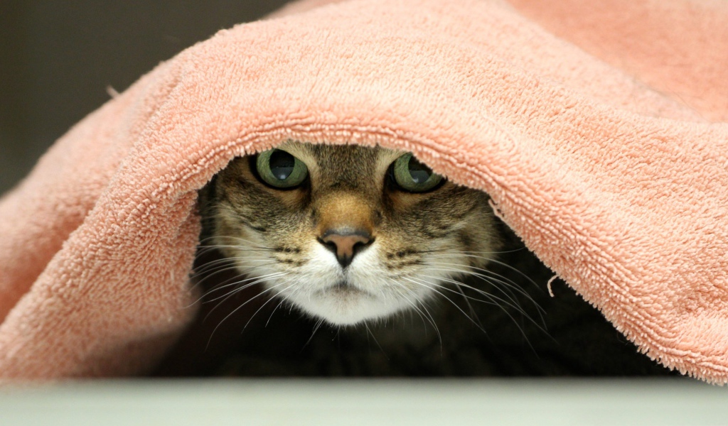 Серый кот лежит под розовым полотенцем