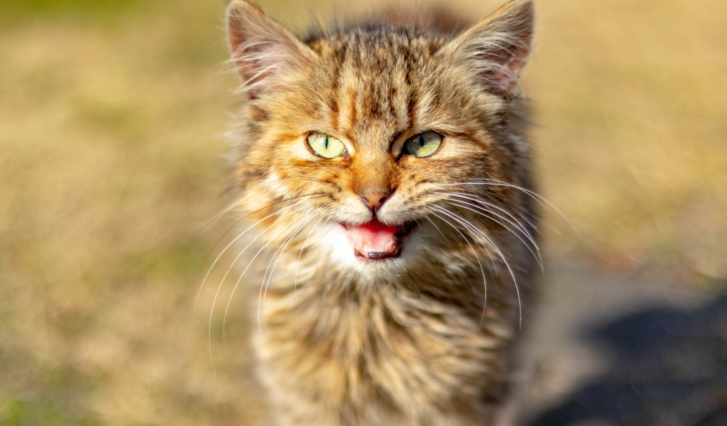 Серый кот мяукает 