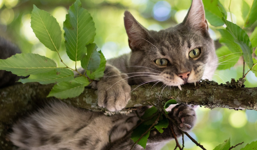 Серый кот грызет ветку 