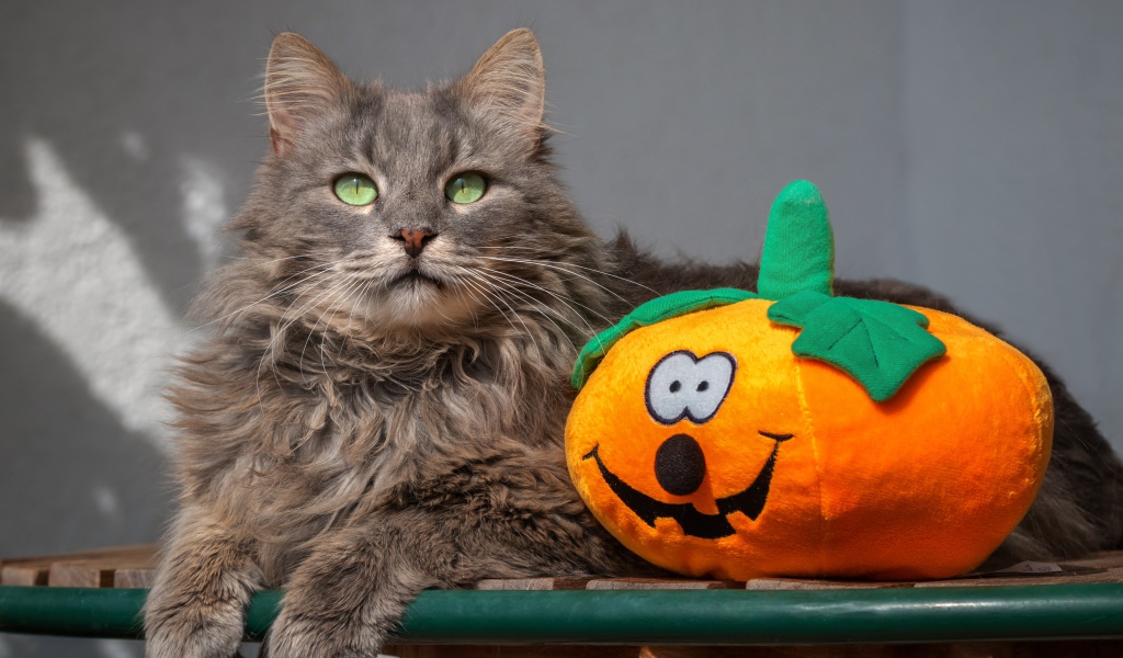 Серый кот на лавке с игрушечной тыквой