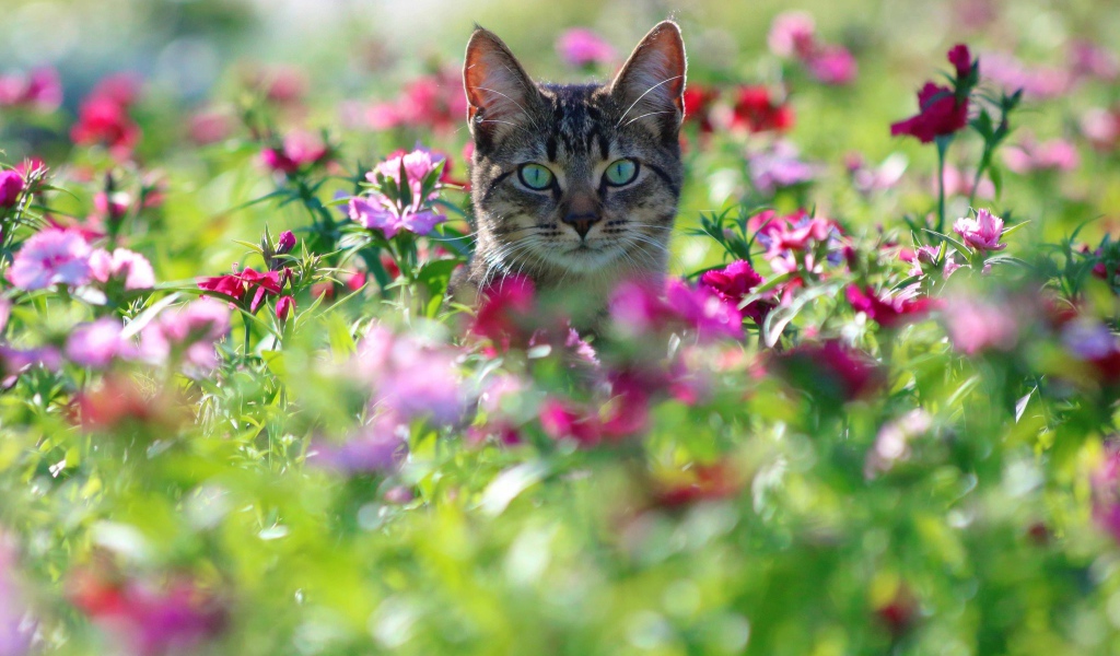 Серый кот с зелеными глазами сидит в цветах 