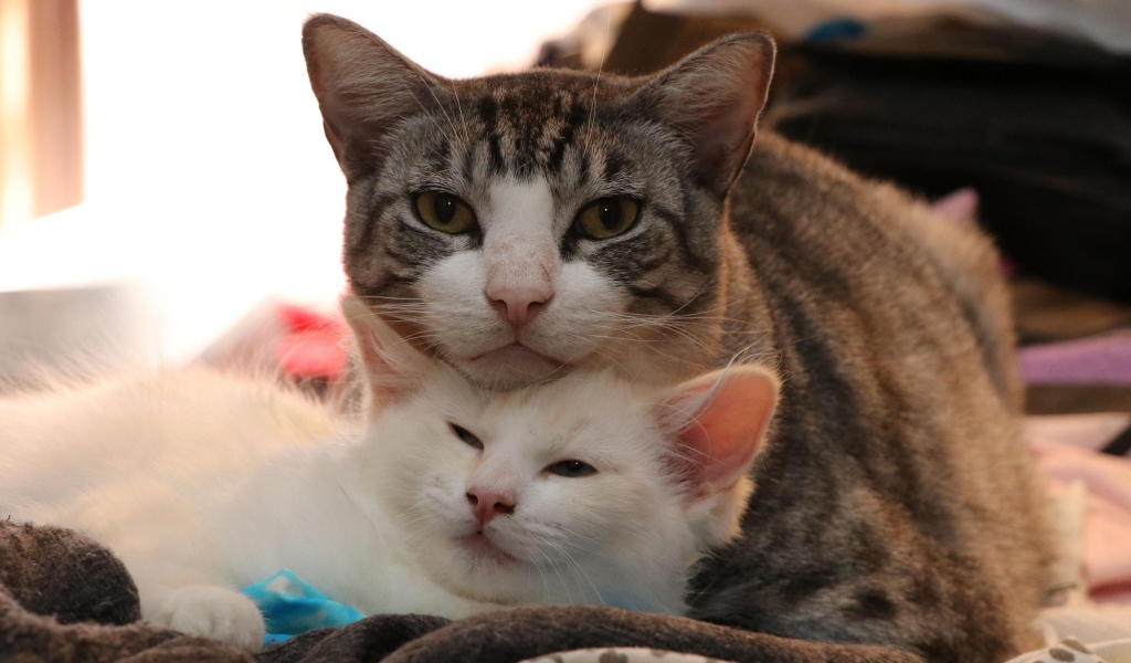 Серая кошка с белым котенком 