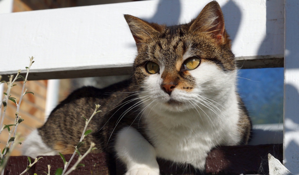 Серый кот с белым лежит на ступенях