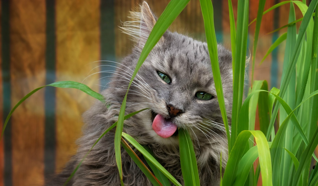 Серый зеленоглазый кот ест траву