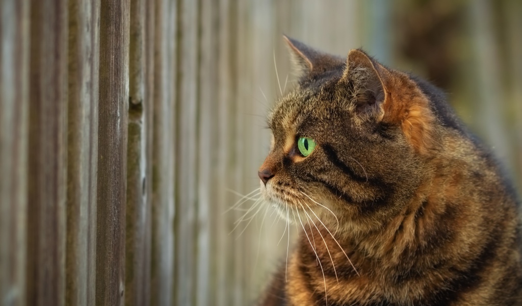 Серый зеленоглазый кот смотрит в забор 