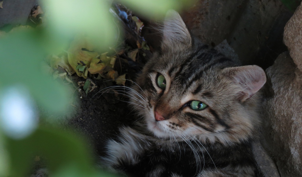 Серый зеленоглазый кот лежит на земле у камня