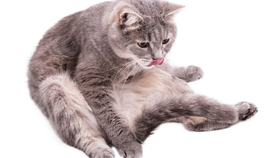 Серый породистый на белом фоне