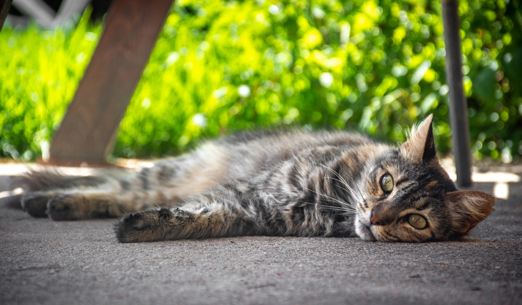 Серый она кот лежит на земле 