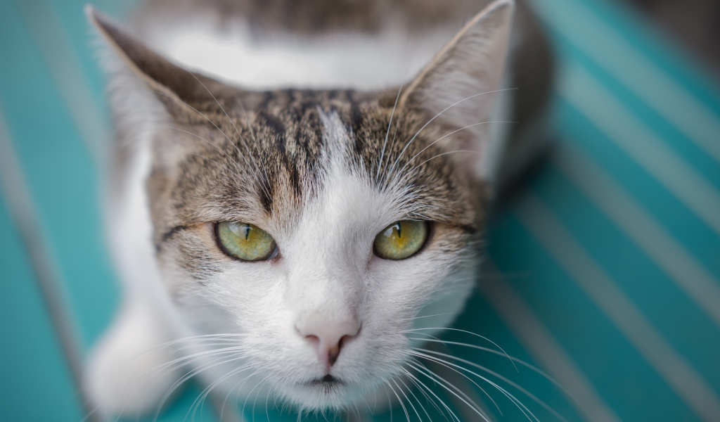 Серый с белым кот морда крупным планом