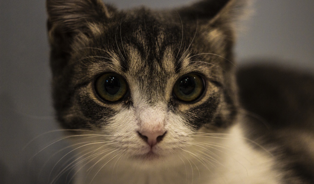 Домашний серый с белым котенок крупным планом