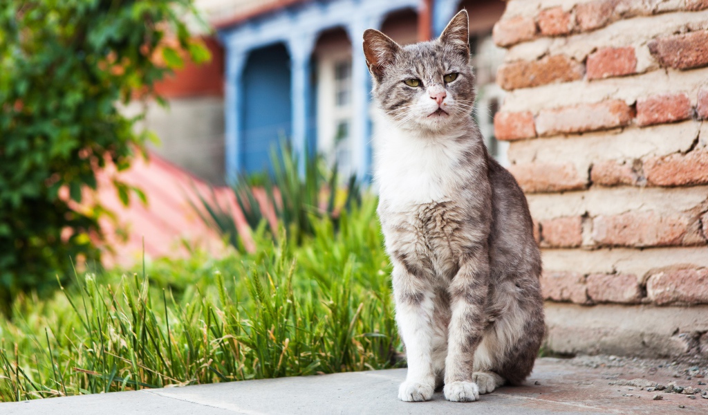 Бездомный серый кот сидит у стены