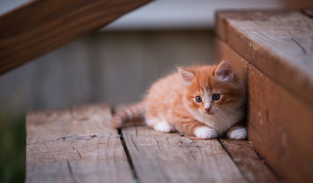 Маленький красивый рыжий котенок на деревянном пороге