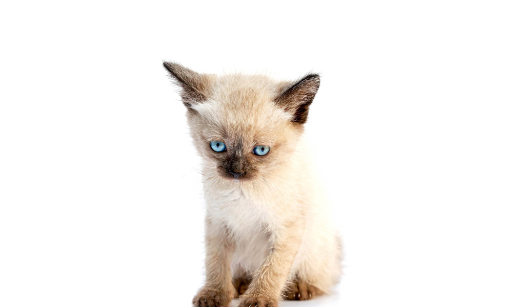 Маленький голубоглазый сиамский котенок на белом фоне