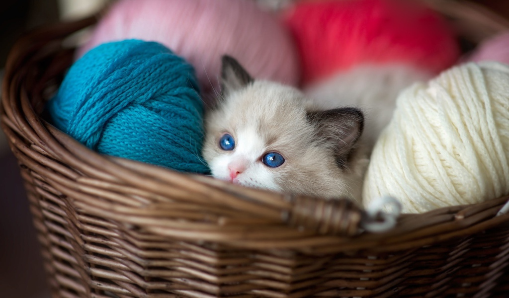 Little blue-eyed kitten in a basket with yarn