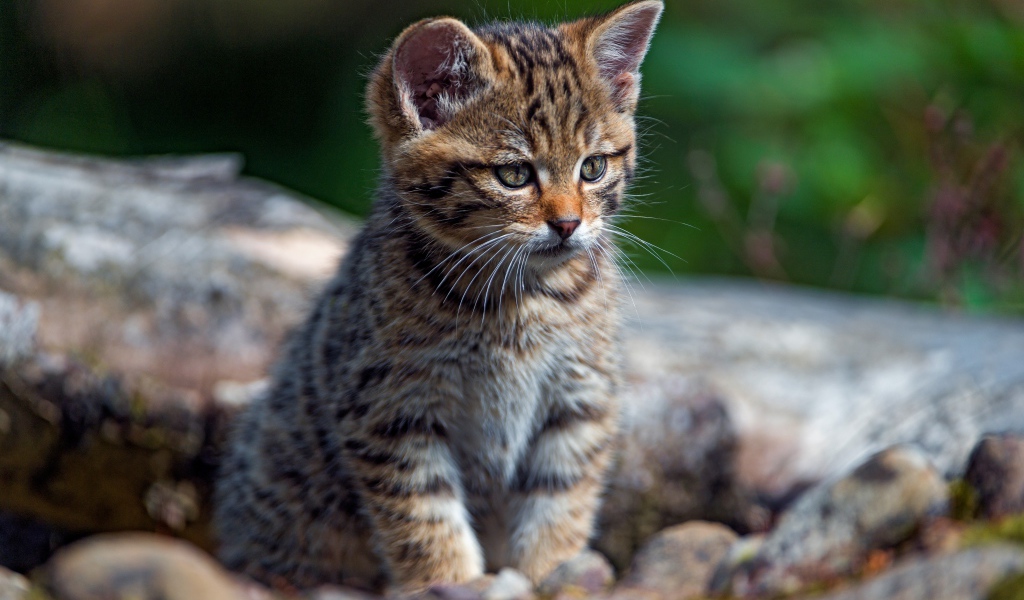 Маленький любопытный серый котенок на сухом дереве