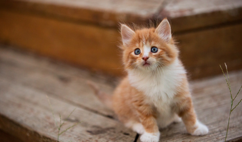 Маленький милый пушистый рыжий голубоглазый котенок