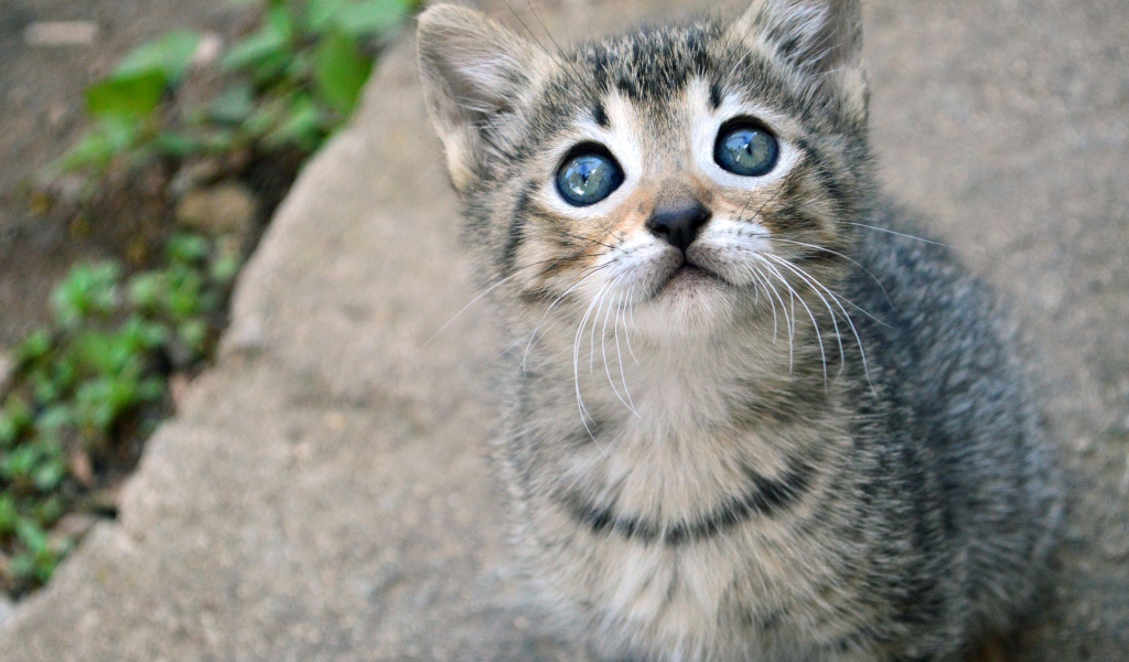 Маленький милый серый котенок смотрит вверх