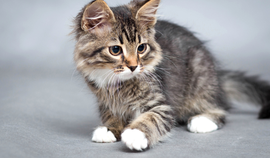 Маленький забавный серый котенок 