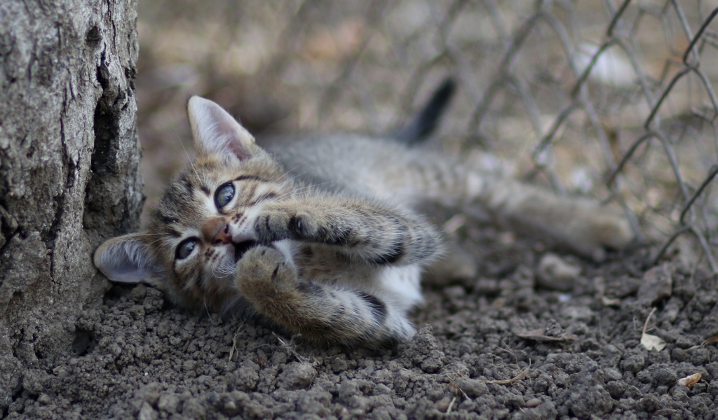 Маленький серый котенок играет у дерева на земле 