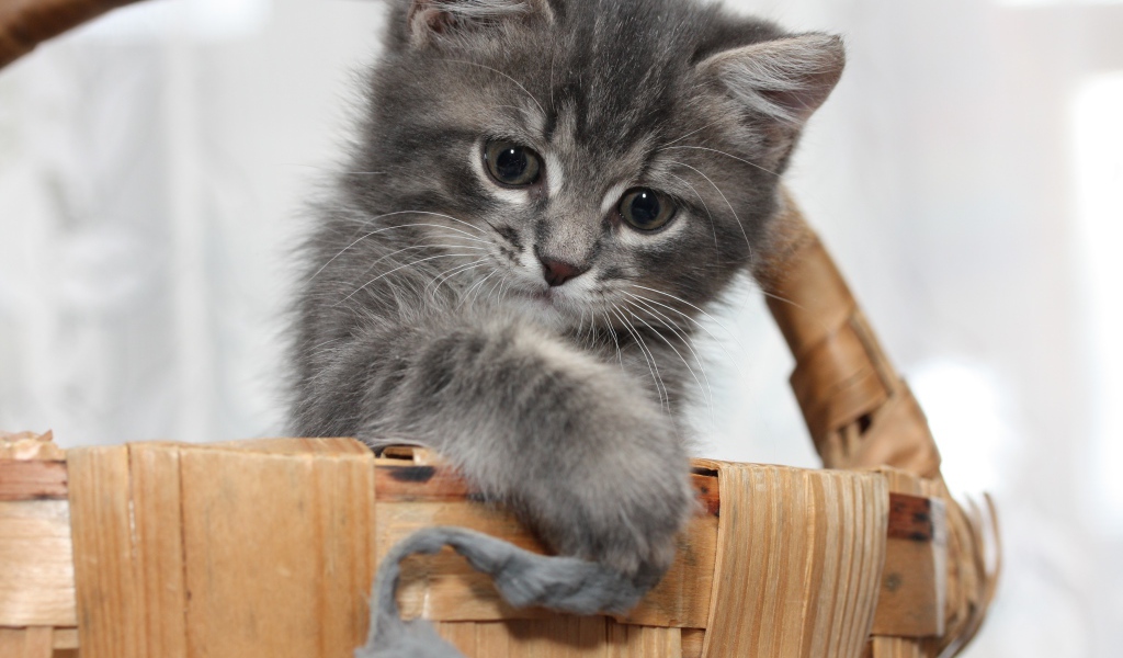 Маленький серый котенок играет в корзине