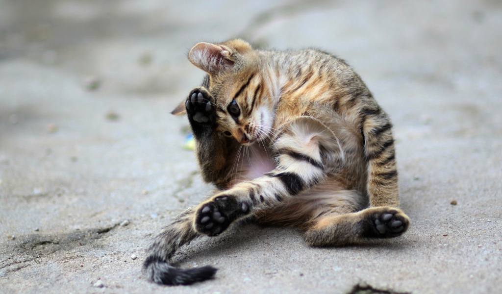 Маленький серый котенок играет на асфальте