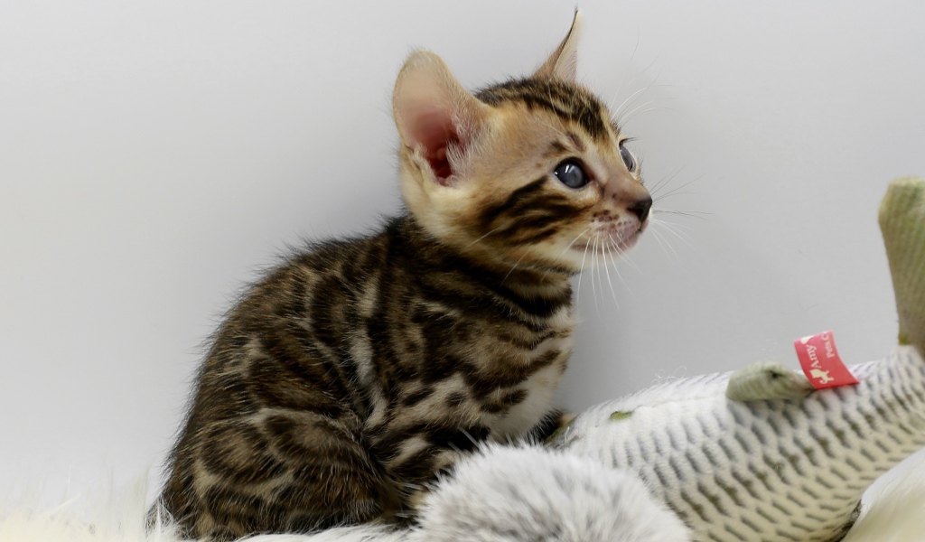 Маленький серый котенок играет с игрушкой 