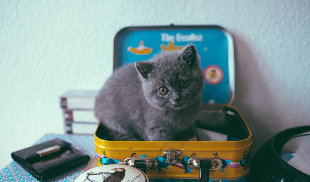 Маленький серый котенок сидит в чемодане