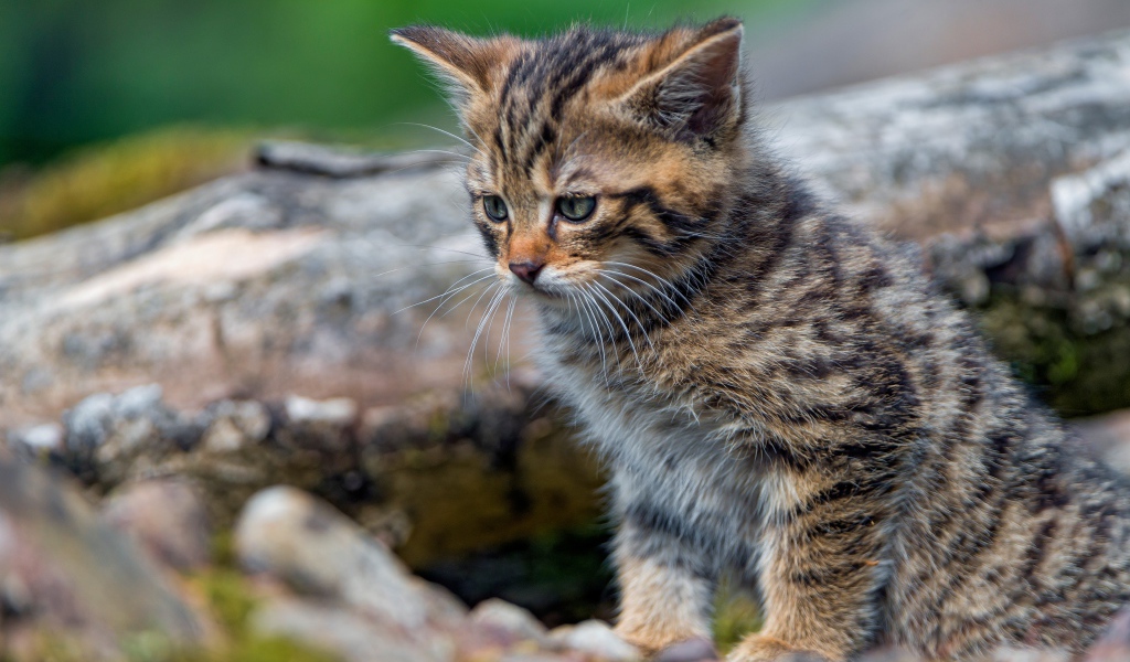 Маленький серый котенок сидит на сухом дереве