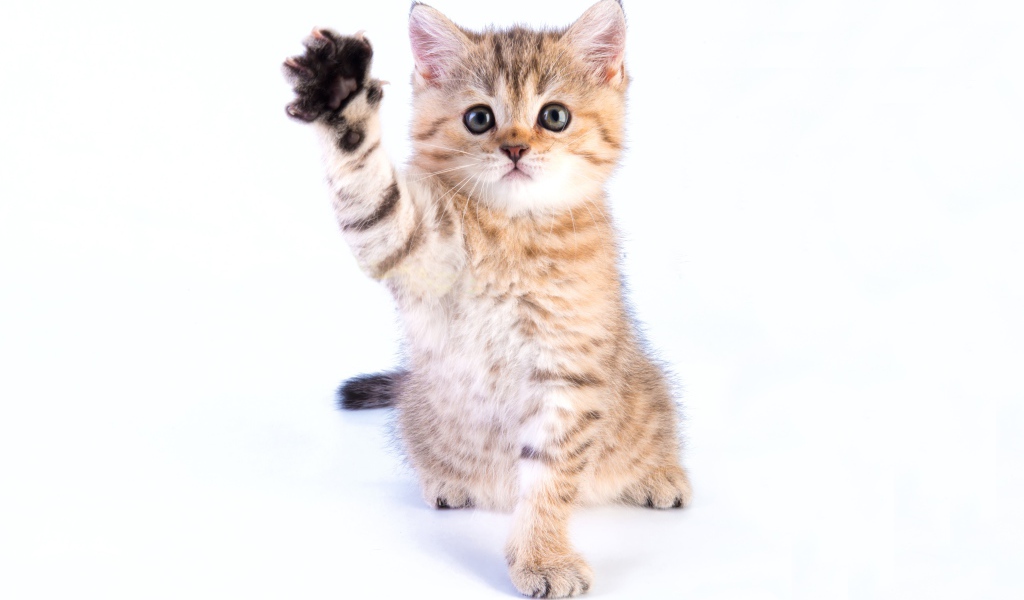 Маленький котенок с поднятой лапой на белом фоне