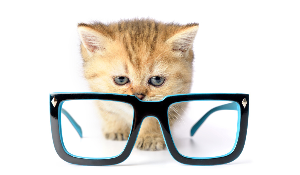 Маленький котенок с очками на белом фоне