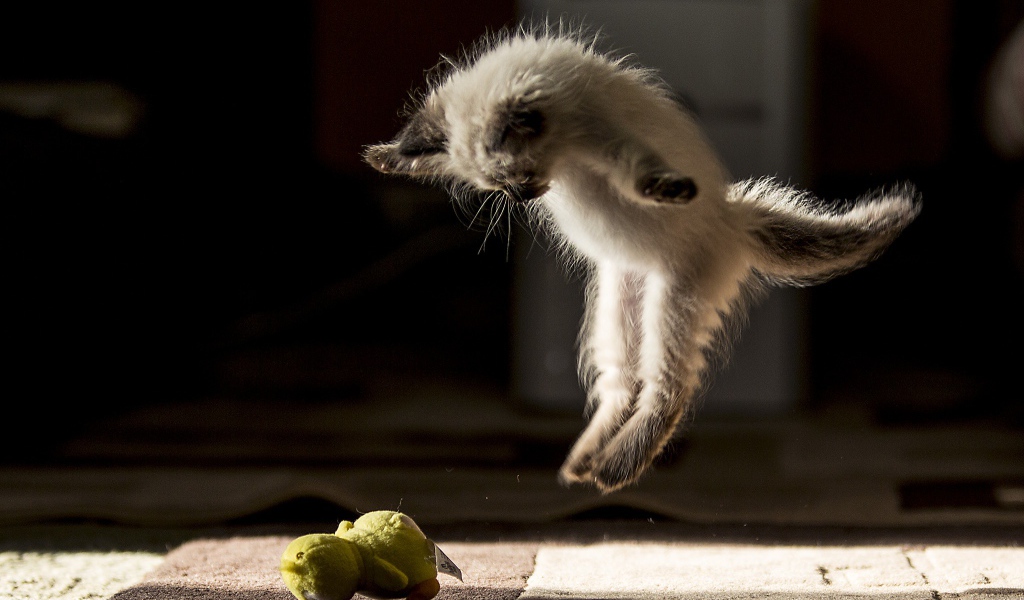 Маленький породистый котенок нападает на игрушку