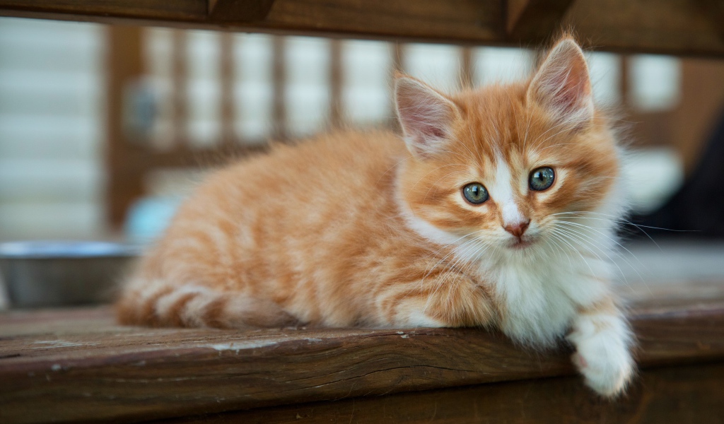 Маленький рыжий котенок с голубыми глазами лежит на лавке