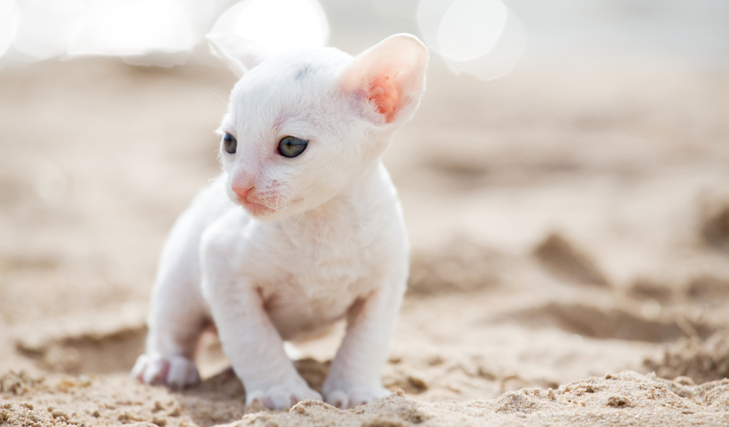 Маленький белый котенок Корниш-рекс на песке