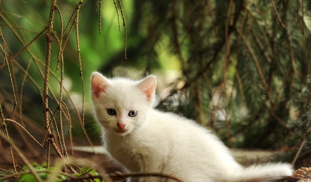 Маленький белый котенок сидит у еловой ветки 