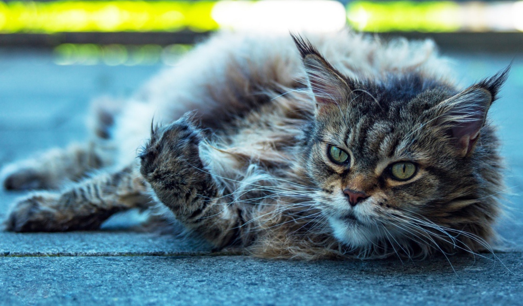 Старый серый кот породы мейн кун 