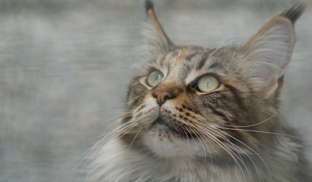 Морда красивого серого кота породы мейн кун